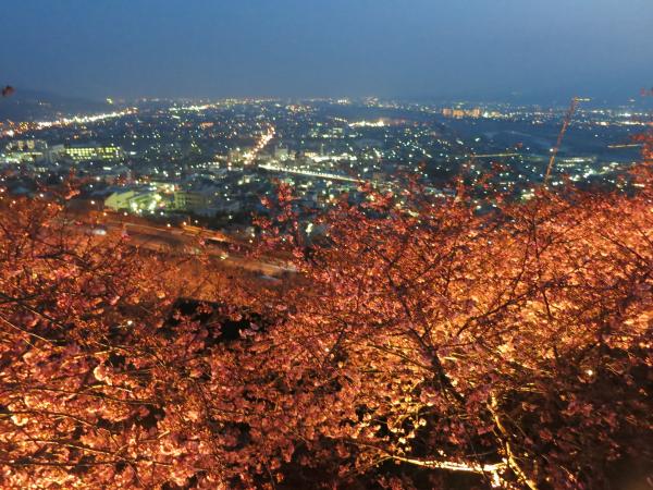 夜桜ライトアップ画像