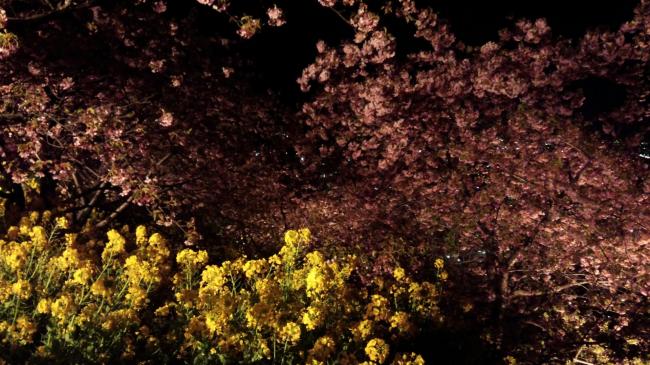 夜桜と菜の花