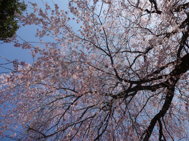 平成27年の中山の大きなしだれ桜