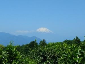 みかん畑から望む富士山