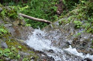 松田町内森林の沢