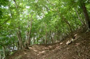 松田町内の森林