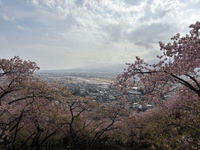 桜3