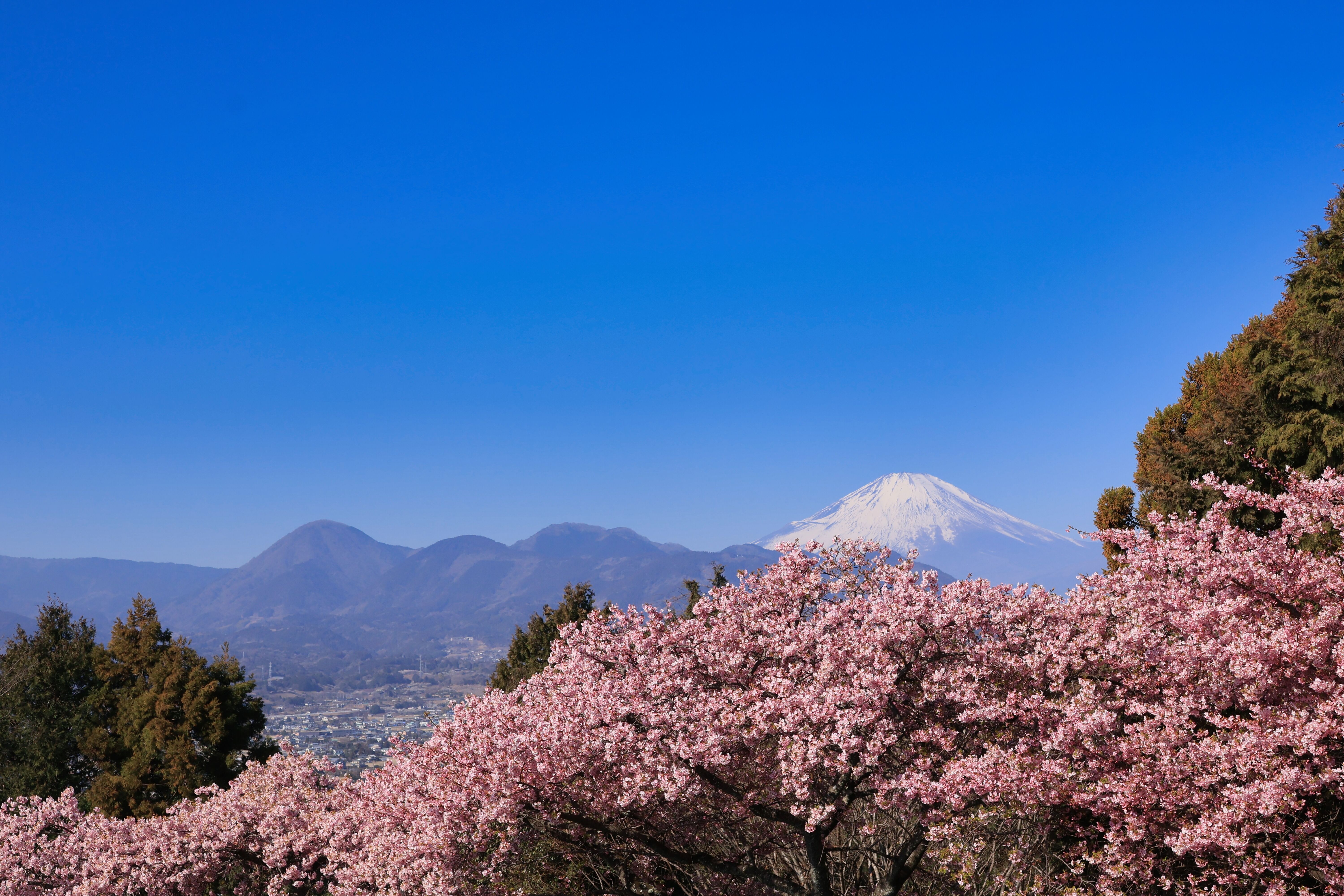 松田の桜と富士山