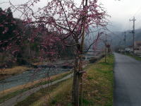 中津川沿い左岸のしだれ桜