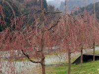 中津川沿い（ドッグラン前）のしだれ桜