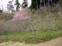 ロウバイ園の河津桜