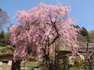 萱沼の大きなしだれ桜の写真