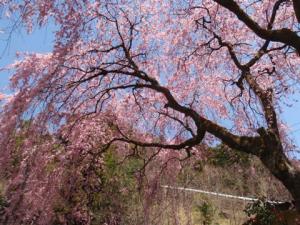 萱沼の大きなしだれ桜の写真その2