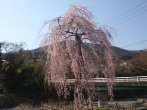 宇津茂の大きなしだれ桜の写真