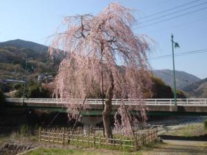 宇津茂の大きなしだれ桜の写真その2