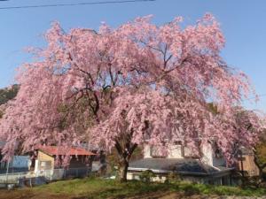 虫沢の大きなしだれ桜