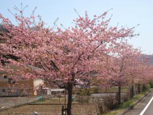 中津川沿いの早咲き桜