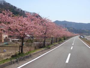 中津川沿いの早咲き桜の写真その2