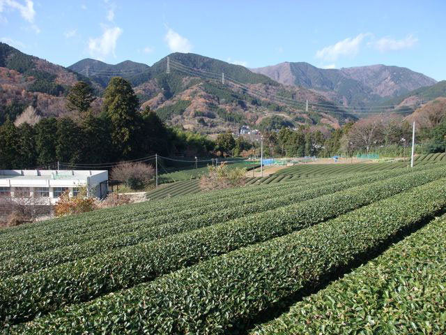茶畑と鍋割山が見える風景