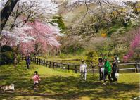 春の最明寺公園