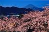 富士見夜桜