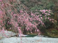 中津川沿いのしだれ桜