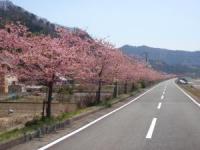 中津川沿いの早咲き桜（58本）