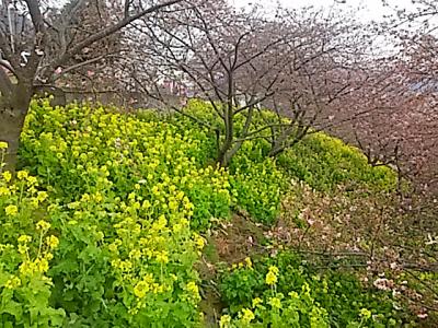 松田町西平畑公園展望台横からの写真