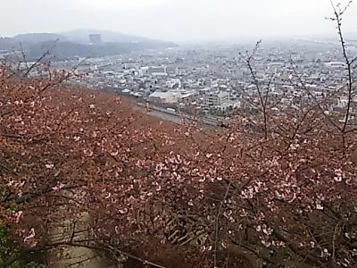 松田町西平畑公園展望台からの写真