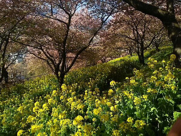 平成28年３月３日の松田山西平畑公園の様子