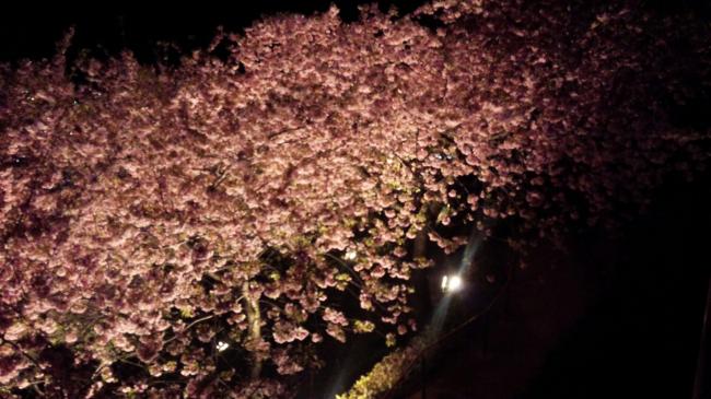 散策路の中の夜桜