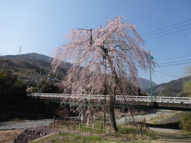 平成27年の宇津茂の大きなしだれ桜