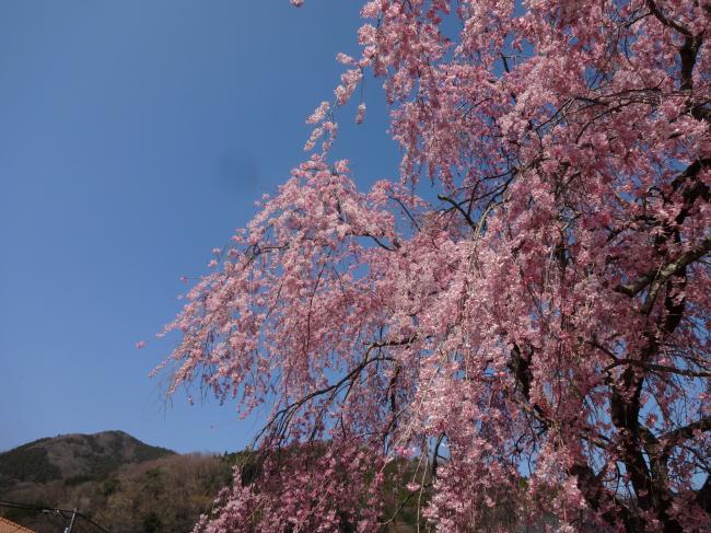 平成27年の虫沢の大きなしだれ桜