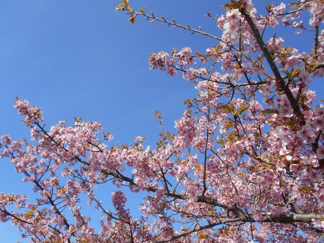平成２９年２月２６日の桜まつり会場の様子