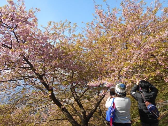平成２９年２月２６日の桜まつり会場の様子