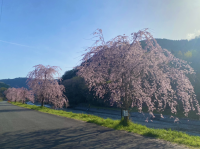 中津川左岸のしだれ桜