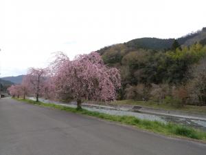 令和5年3月24日時点の中津川沿いのしだれ桜1